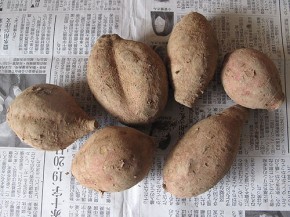 大地を守る会、安納芋