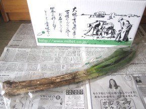 長ネギ（無農薬野菜ミレー）