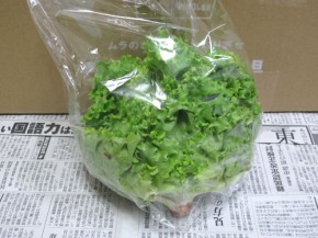 九州ムラコレ市場、グリーンリーフ