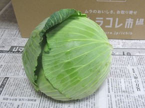 九州ムラコレ市場、キャベツ