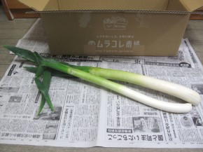 九州ムラコレ市場、長ネギ