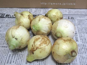 九州ムラコレ市場、玉ねぎ