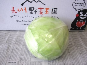 早生キャベツ（九州野菜王国）
