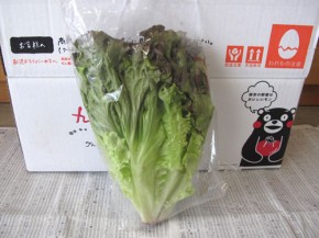 サニーレタス（九州野菜王国）