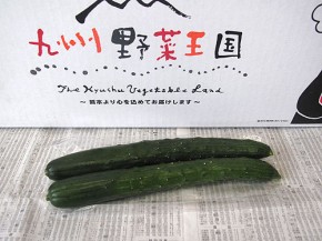 きゅうり（九州野菜王国）
