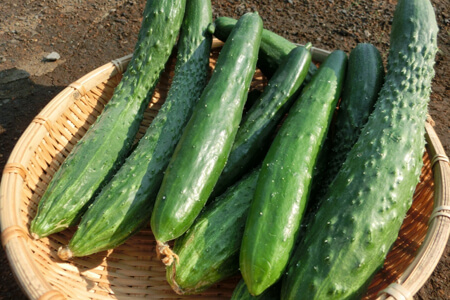 宅配したきゅうりの保存方法