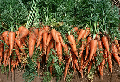 宅配した人参の保存方法