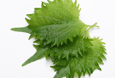 宅配した大葉の保存方法