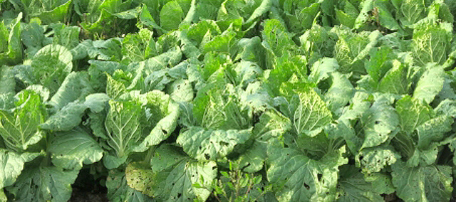 虫食いの野菜もある