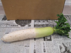 大根（ビオマルシェ）