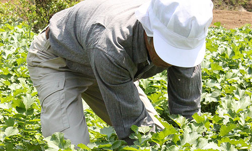 オイシックスの野菜は注文後に収穫