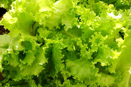 宅配したレタスの保存方法