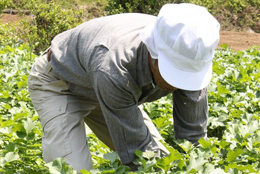 野菜の新鮮さがしっかり保たれている宅配であること