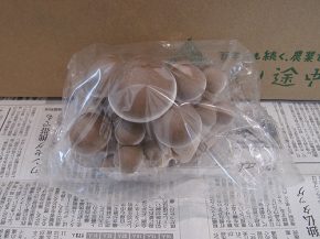 ハタケシメジ（坂の途中）