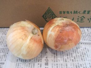 新玉ねぎ（坂の途中）