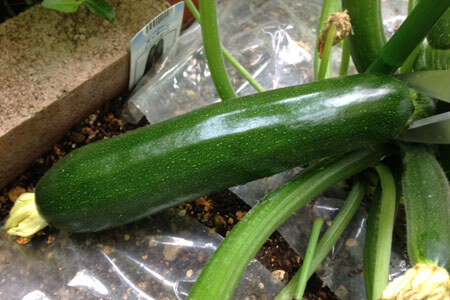 宅配したズッキーニの保存方法
